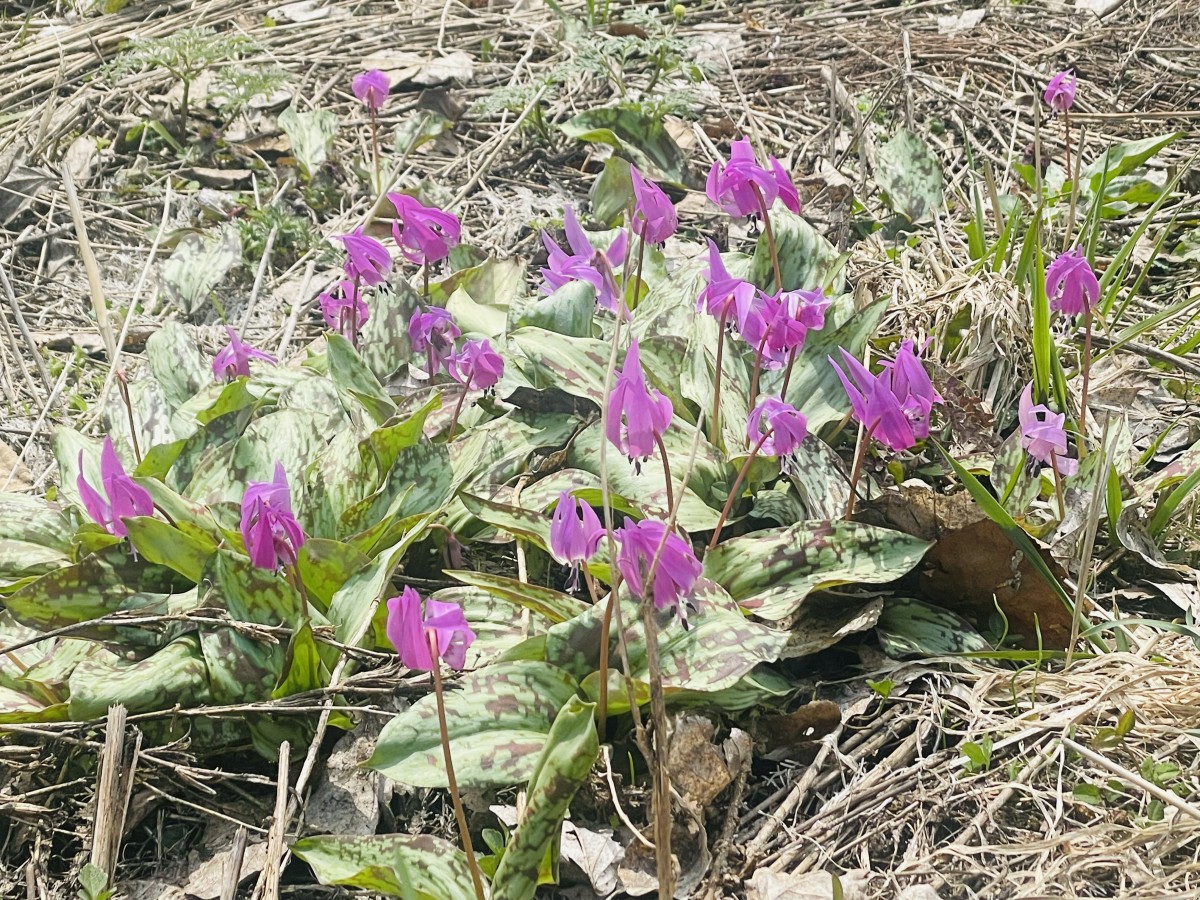 かたくりの花咲いてます！