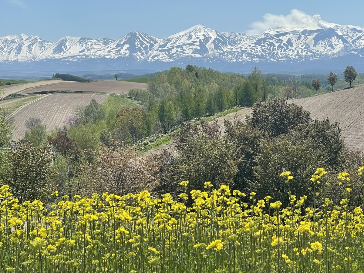 5月の美瑛の風景です。