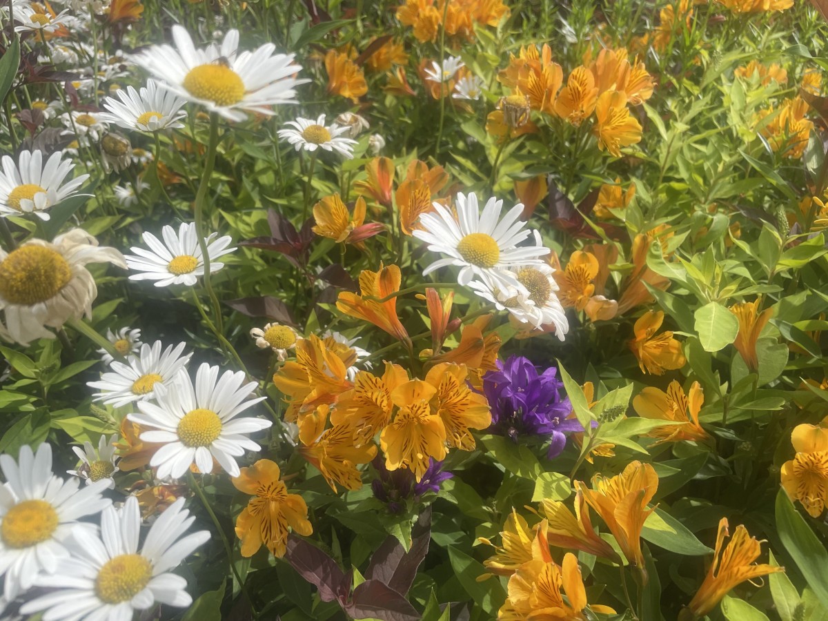 菜摘実の里のガーデン花盛り